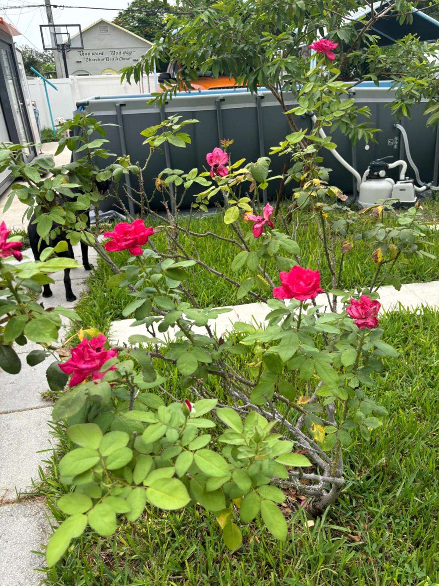 Mini House Oasis Hotel Miami Springs Luaran gambar